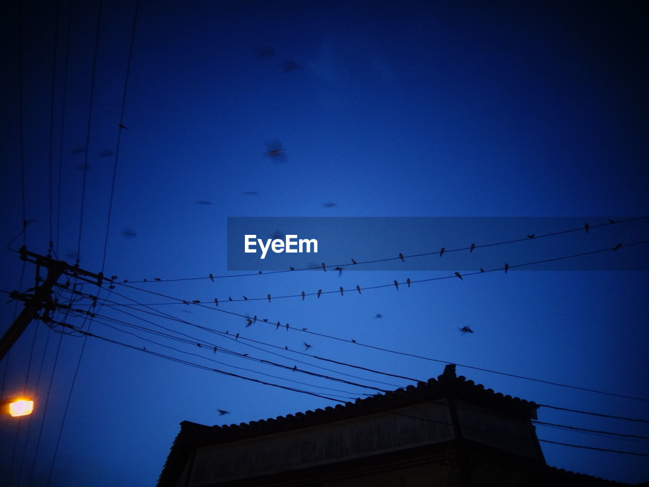 LOW ANGLE VIEW OF BIRDS PERCHING ON POWER LINES AGAINST CLOUDY SKY