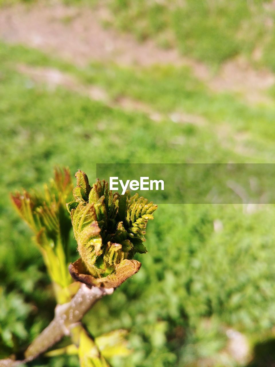 CLOSE-UP OF FLOWERING PLANT ON LAND AGAINST BLURRED BACKGROUND