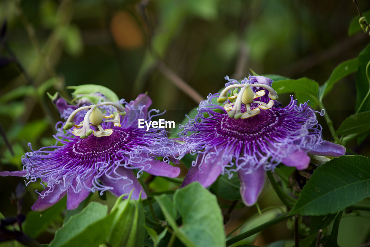 Close-up of purple flowering plant