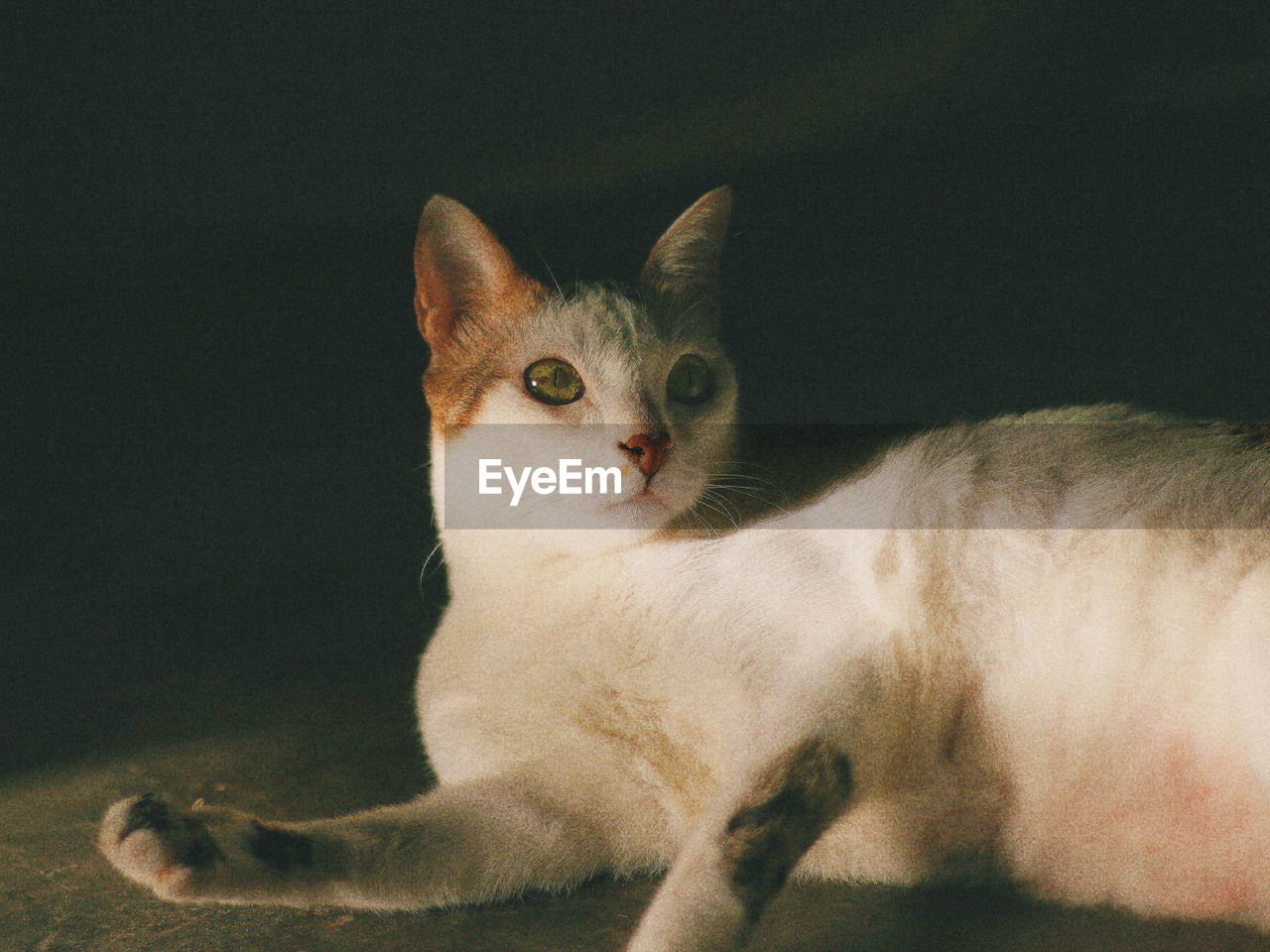 Close-up portrait of a cat against black background