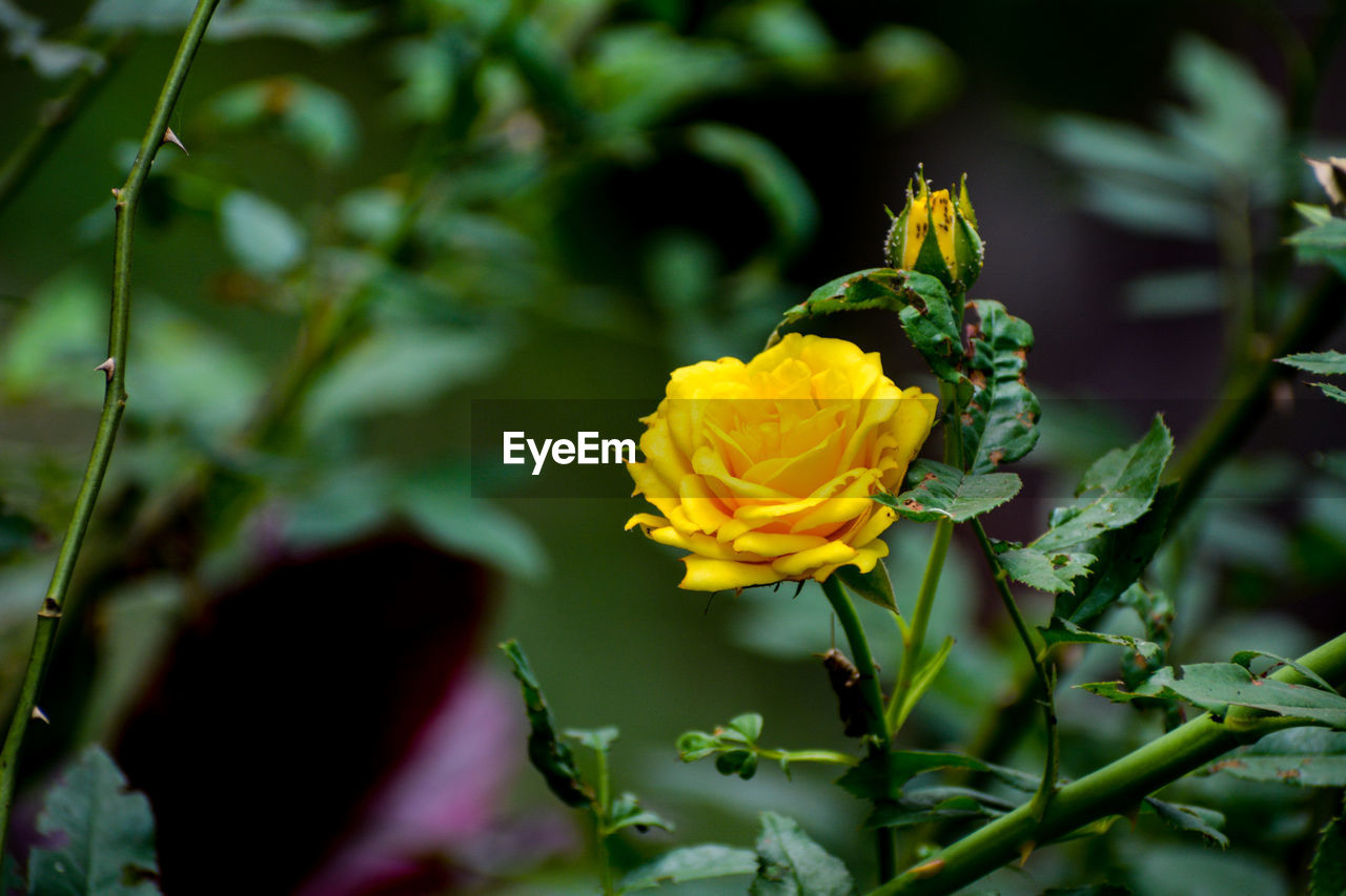 Close-up of yellow rose flowering plant.