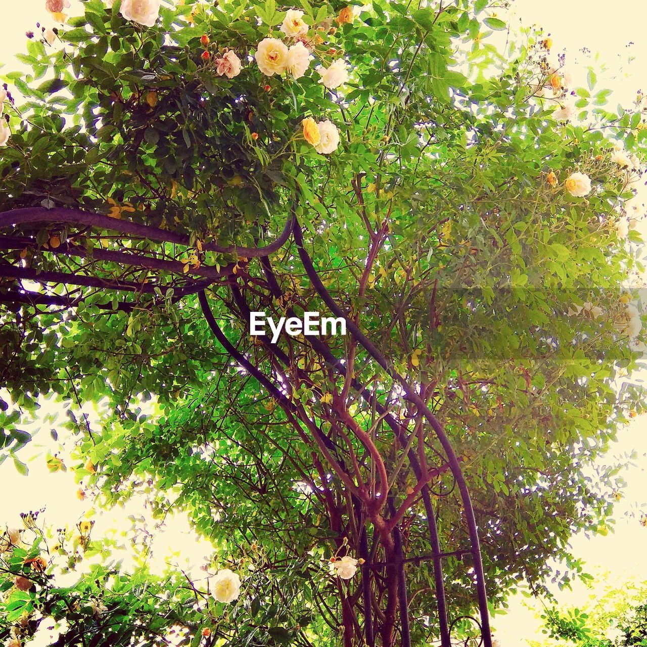 LOW ANGLE VIEW OF FLOWERING PLANT AGAINST TREES
