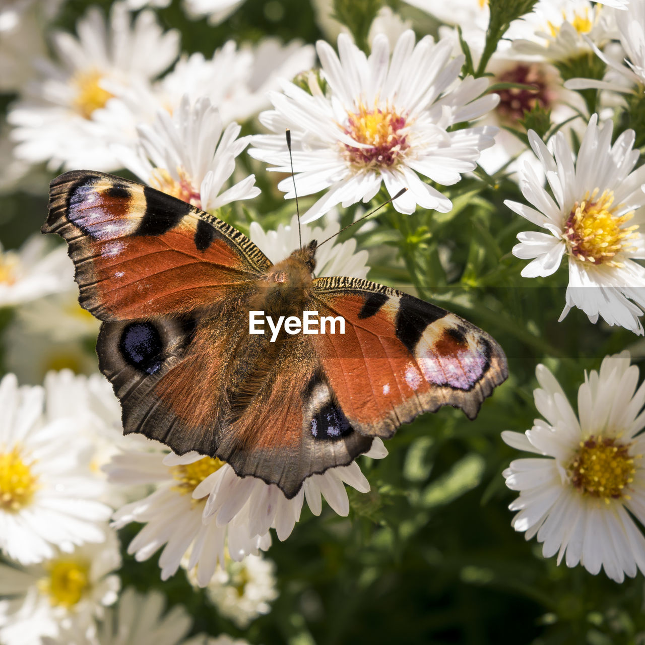 Close-up of butterfly perching on flowers