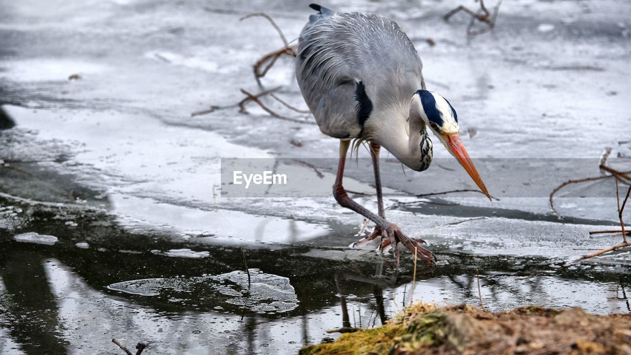 Short before catching a fish, grey heron on hunt
