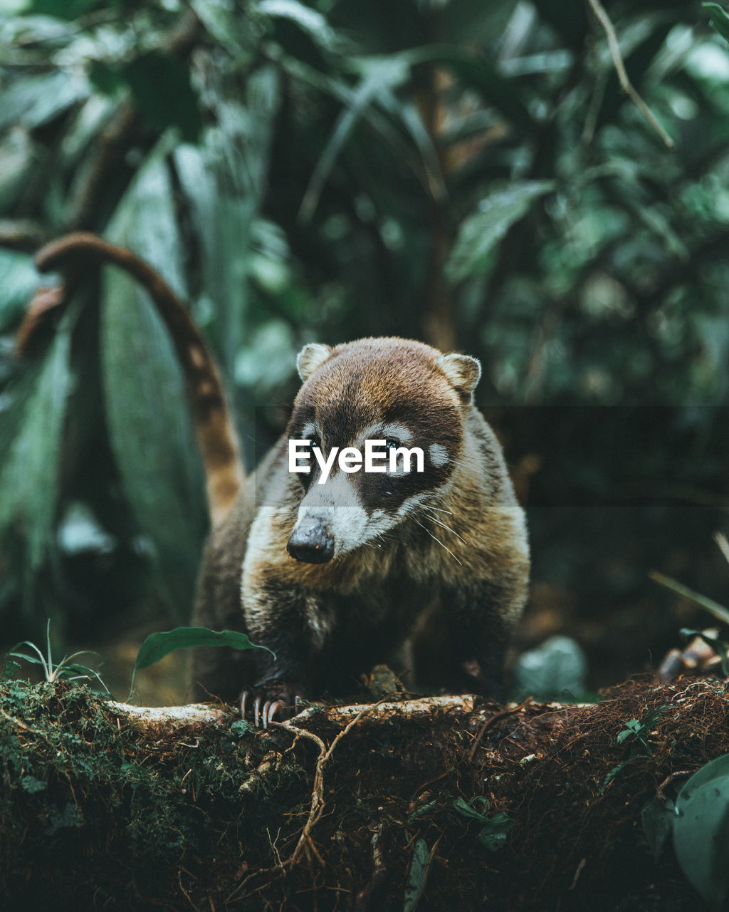 Mammal on tree in forest