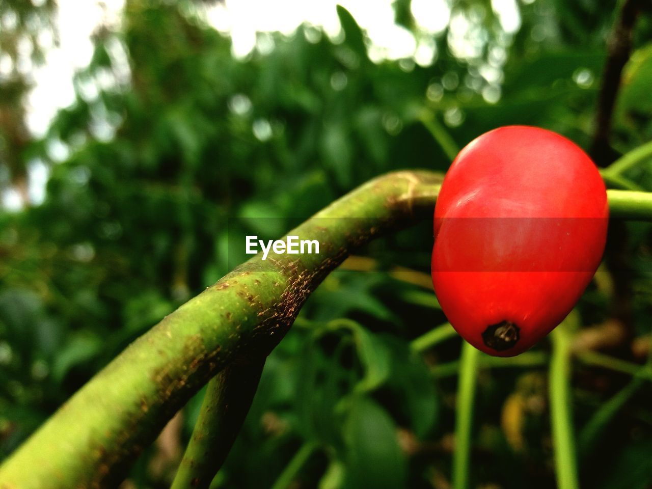 Close-up of red tomatoes growing on tree