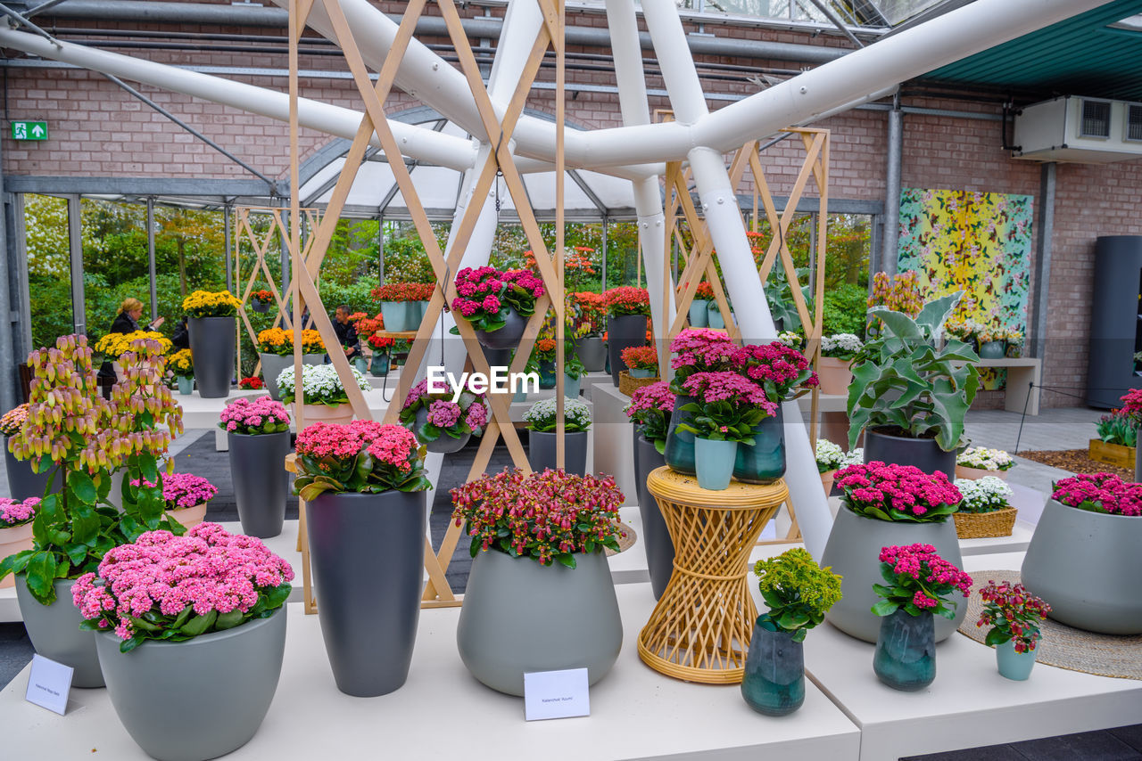 POTTED PLANT IN GREENHOUSE