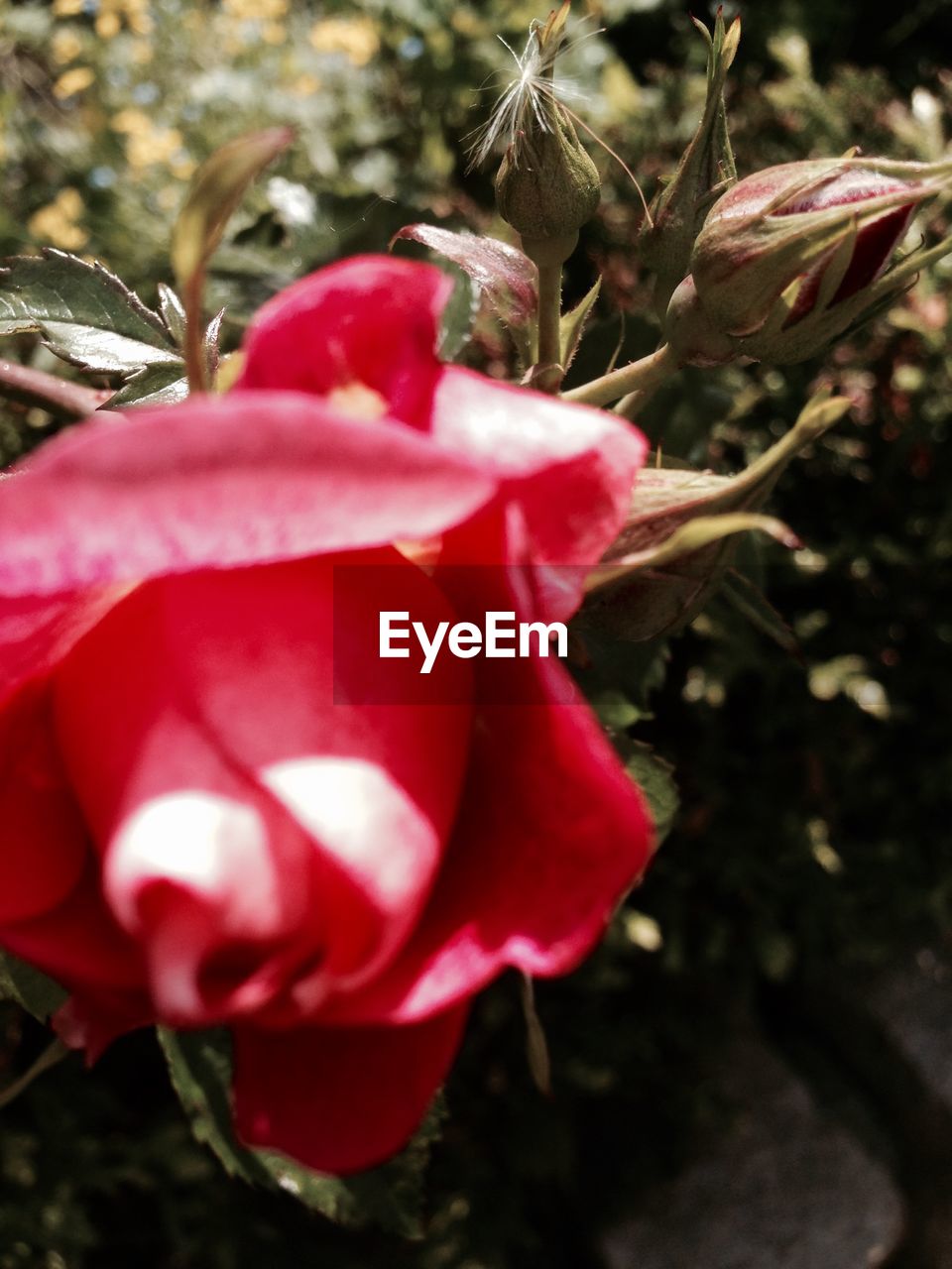 CLOSE-UP OF PINK ROSE BLOOMING