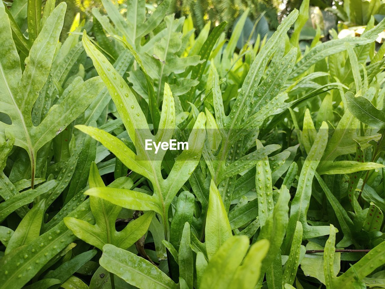 FULL FRAME SHOT OF GREEN PLANTS