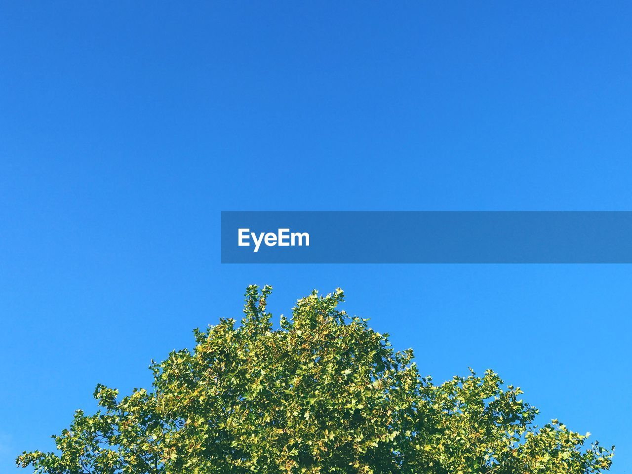 High section of tree against clear blue sky