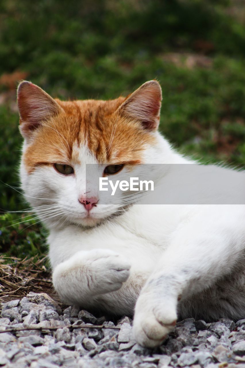 CLOSE-UP OF CAT RESTING ON FIELD