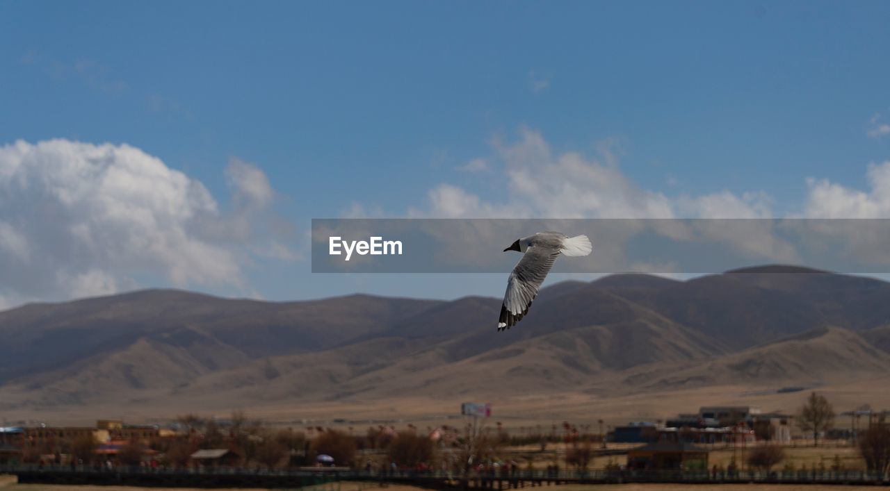 SEAGULL FLYING OVER MOUNTAINS