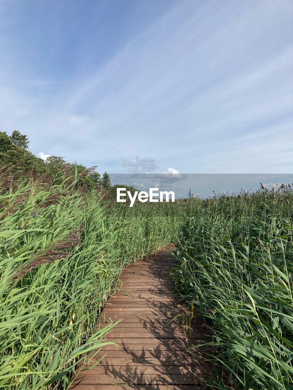 agriculture, plant, sky, field, landscape, land, nature, growth, environment, cloud, soil, crop, grass, rural scene, footpath, green, scenics - nature, beauty in nature, no people, food and drink, food, rural area, day, plantation, tranquility, outdoors, the way forward, farm, tree, hill, tranquil scene, vegetable, corn, cereal plant, blue