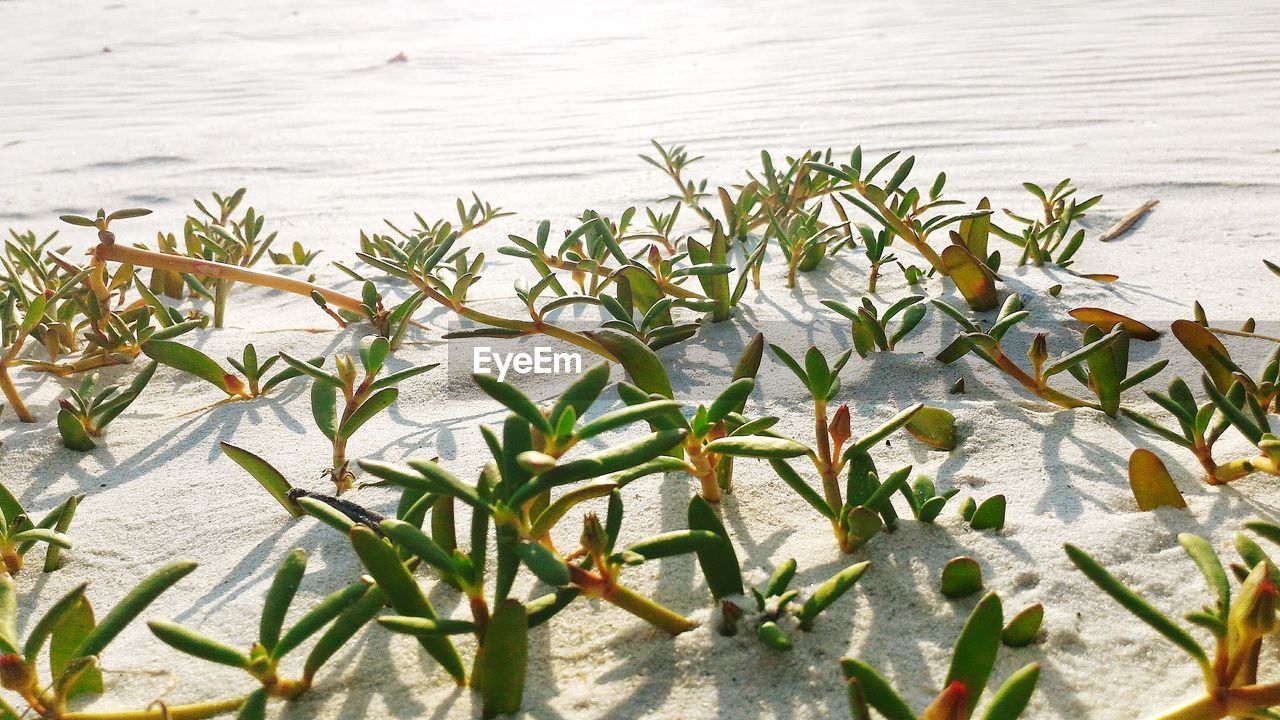 High angle view of plants growing at sandy beach on sunny day