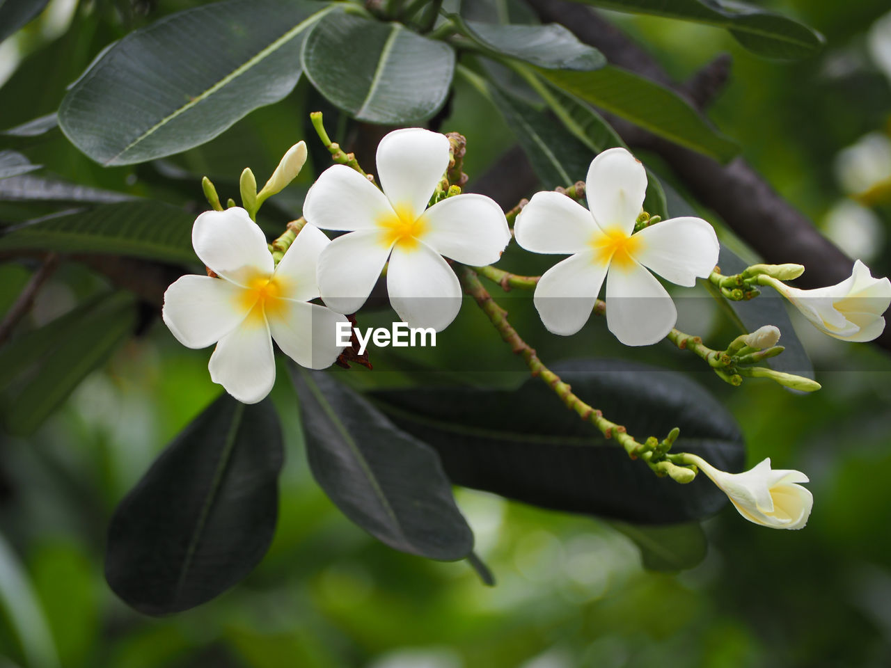 CLOSE-UP OF FRESH WHITE FLOWERS BLOOMING OUTDOORS