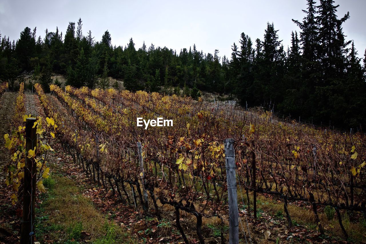 View of vineyard against trees