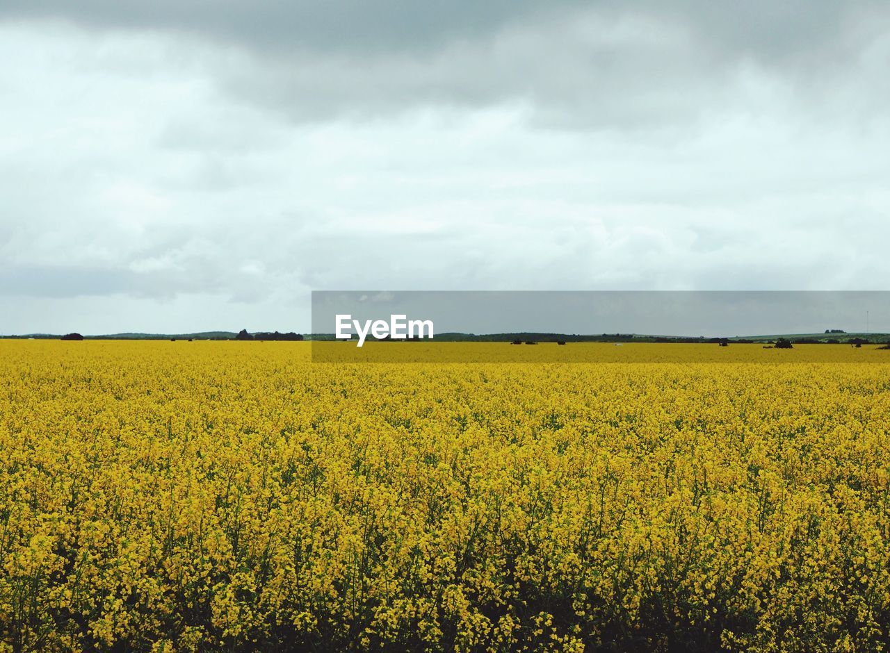 Scenic view of oilseed rape field against sky