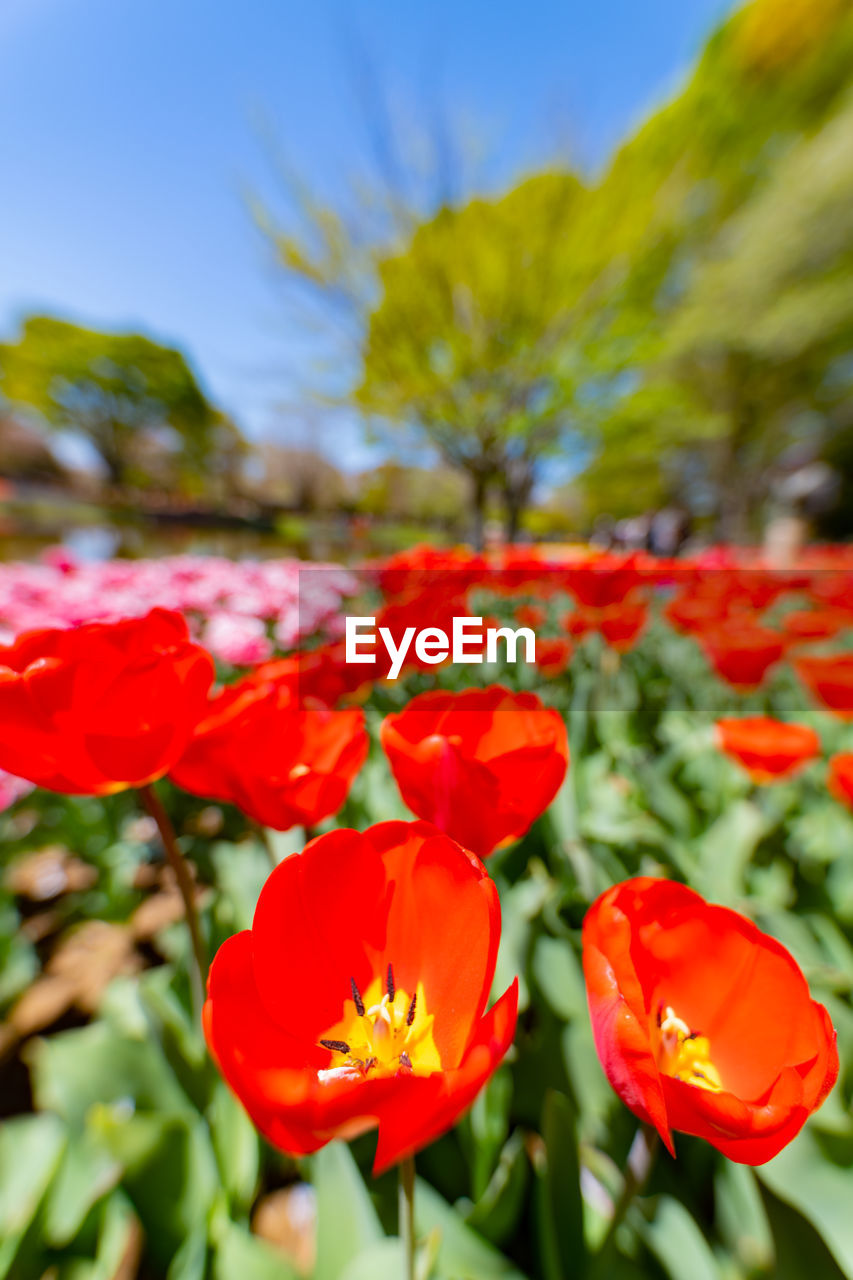 Close-up of red flowering plants against sky