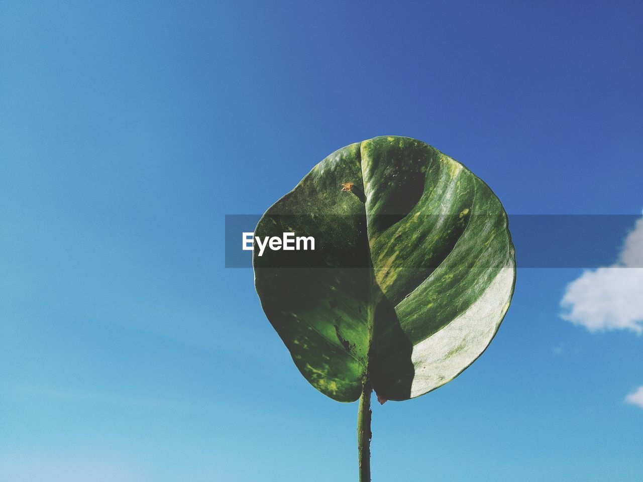 Low angle view of plant against blue sky