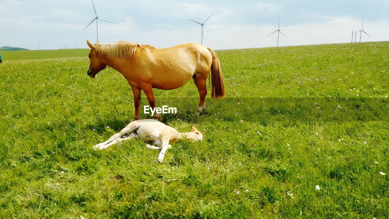Side view of horse and foal in field
