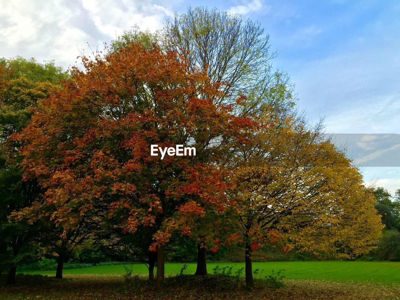 Scenic view of grassy field by trees against sky