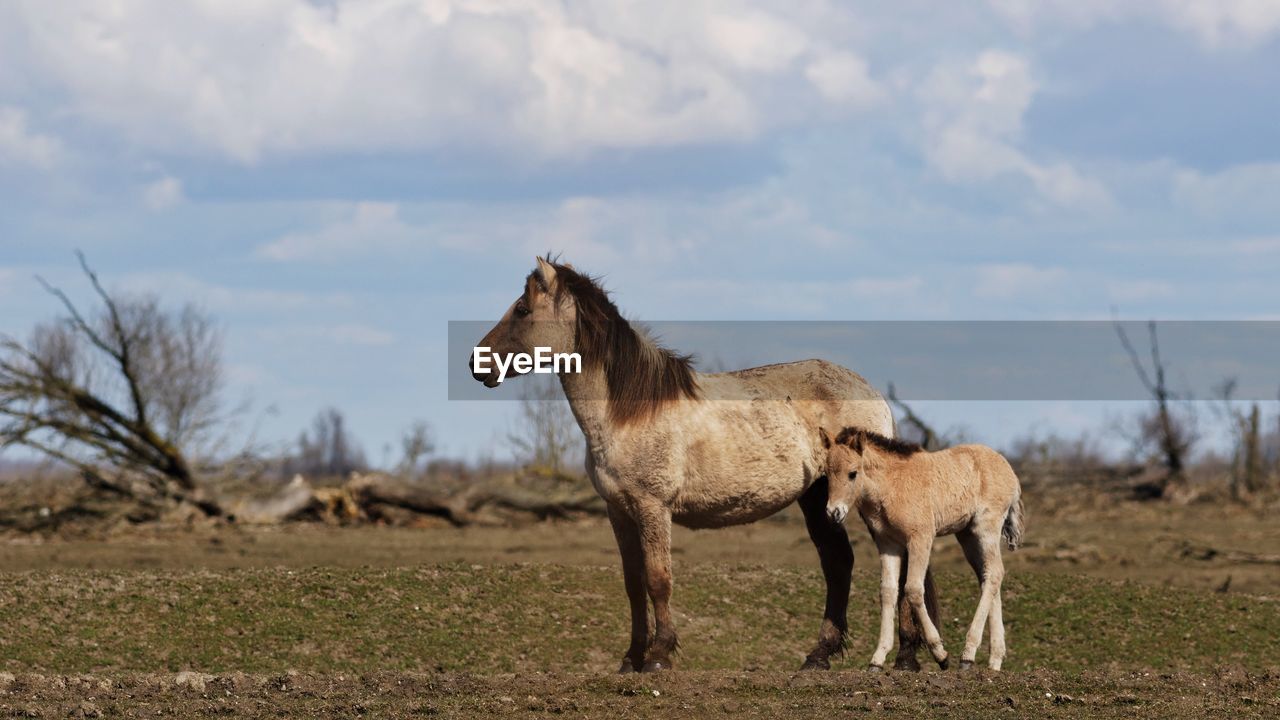 Horse with foal standing on field