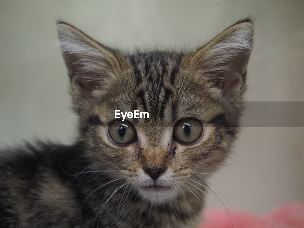 Close-up of kitten looking away
