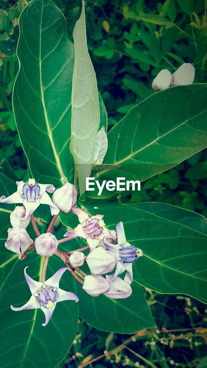 CLOSE-UP OF WHITE FLOWERS BLOOMING