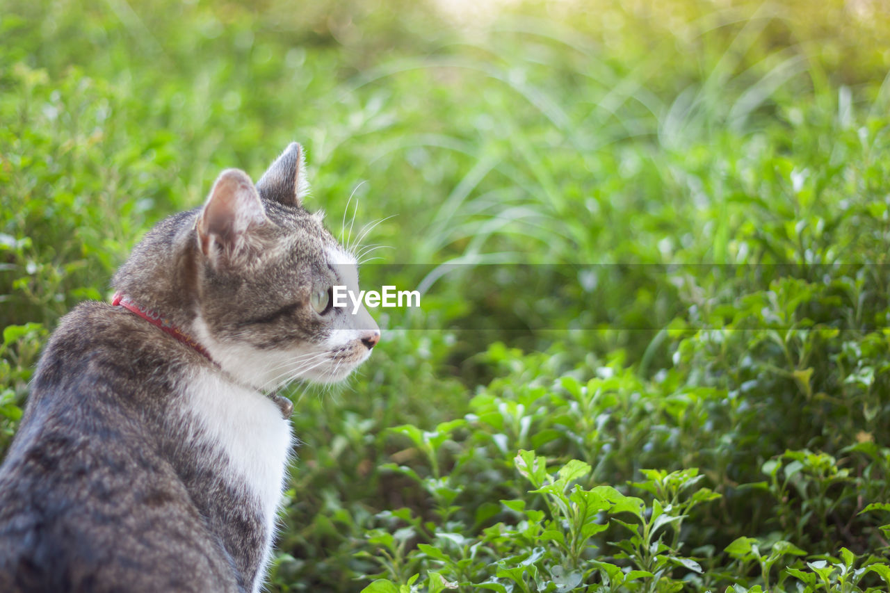 VIEW OF A CAT LOOKING AWAY ON GRASS