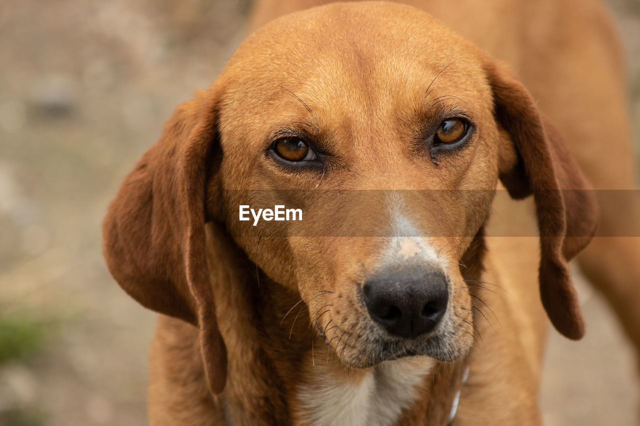 Close-up portrait of dog