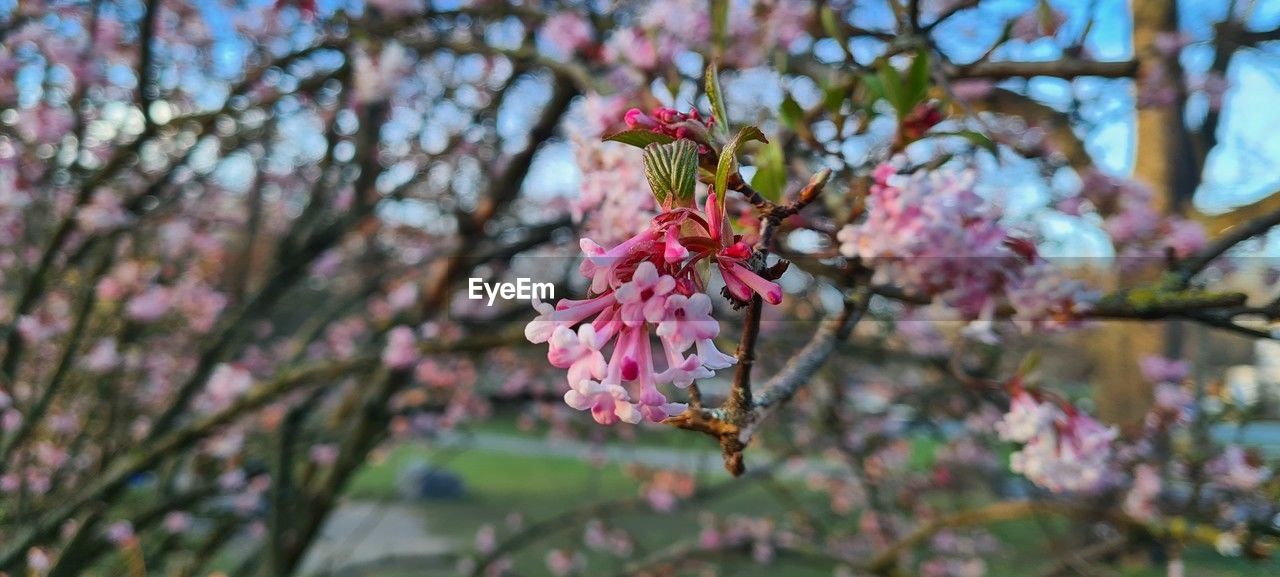 plant, flower, flowering plant, tree, beauty in nature, freshness, blossom, growth, fragility, pink, spring, branch, springtime, nature, no people, close-up, day, focus on foreground, petal, outdoors, botany, cherry blossom, inflorescence, flower head, leaf, cherry tree, twig, produce, fruit, low angle view, selective focus, fruit tree, food and drink, food