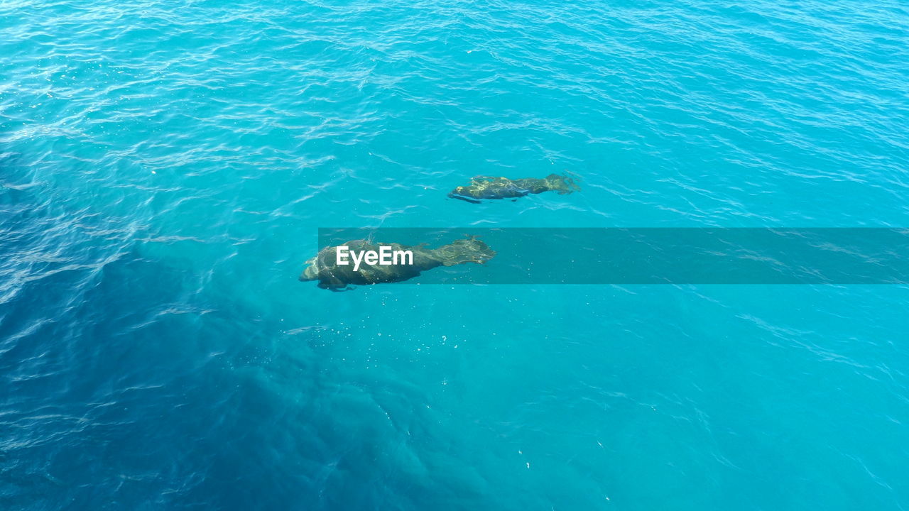 High angle view of fish in sea