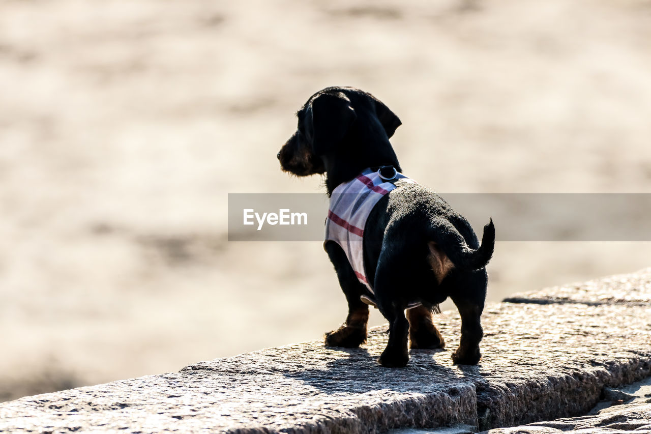 DOG LOOKING AT CAMERA WHILE STANDING ON SHORE
