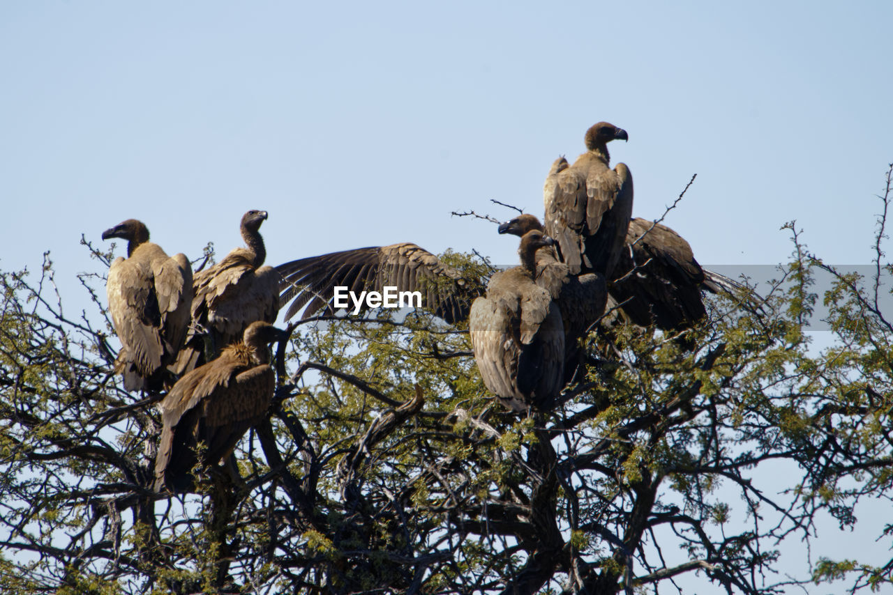 Low angle view of vultures perching on tree against sky