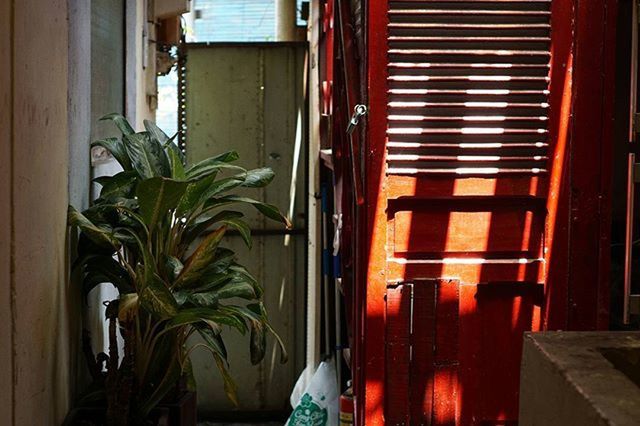 POTTED PLANTS ON WINDOW