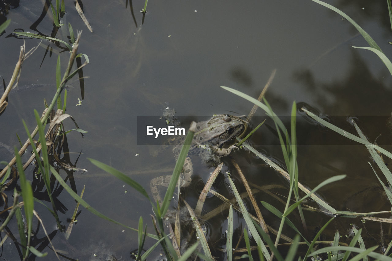 High angle view of frog swimming in lake