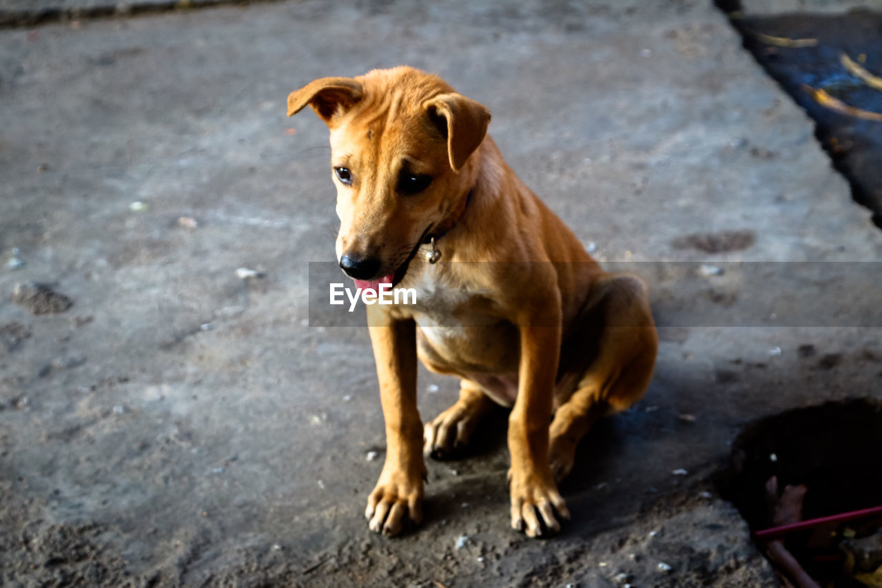 BROWN DOG SITTING ON FLOOR