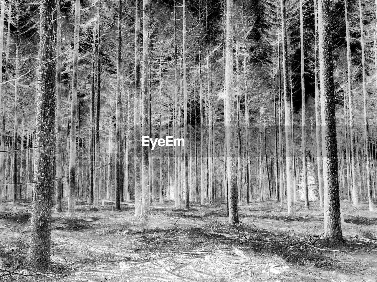 PANORAMIC VIEW OF TREES IN FOREST