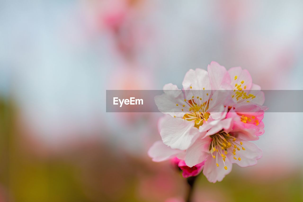 CLOSE-UP OF FRESH PINK FLOWER BLOOMING IN PARK