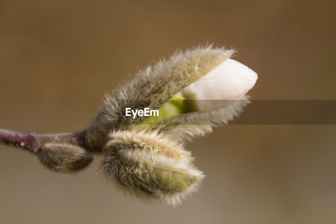 Close up of flower