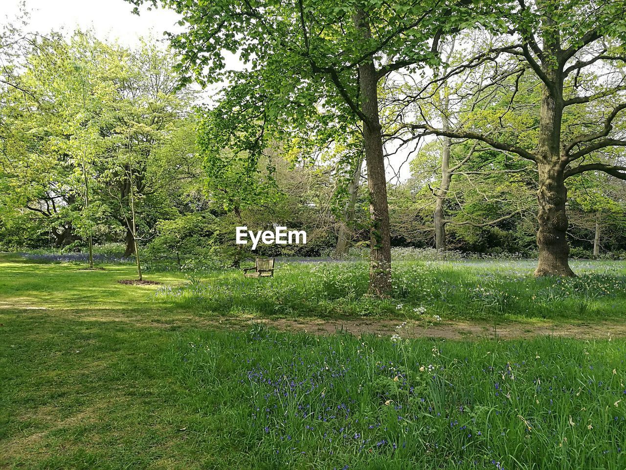 VIEW OF TREES IN PARK