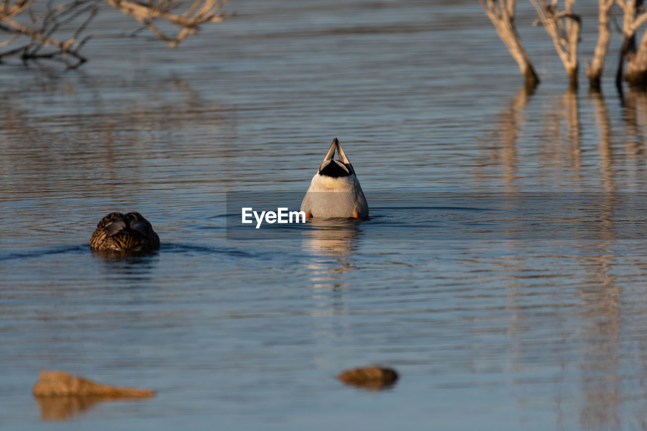 TWO DUCKS SWIMMING IN LAKE