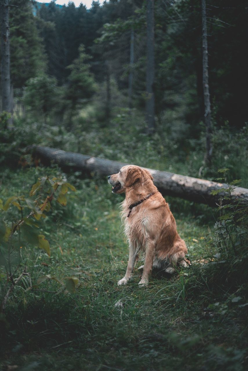 Dog looking away while sitting on grassy field in forest
