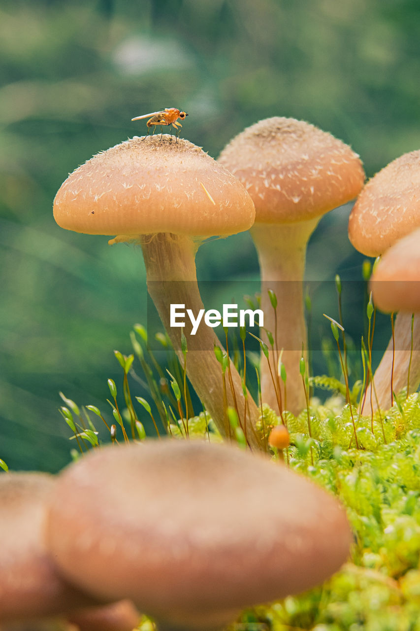 CLOSE-UP OF MUSHROOM GROWING IN FIELD