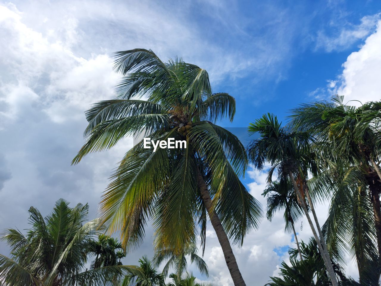 tree, tropical climate, palm tree, sky, plant, cloud, tropics, nature, coconut palm tree, tropical tree, beauty in nature, low angle view, leaf, palm leaf, growth, borassus flabellifer, travel destinations, environment, no people, tranquility, scenics - nature, travel, outdoors, blue, land, jungle, idyllic, vacation, trip, tourism, coconut, green, island, cloudscape, tree trunk, day, plant part, sunlight, trunk, wind, water, holiday, vegetation, flower, sea, tropical rainforest, directly below
