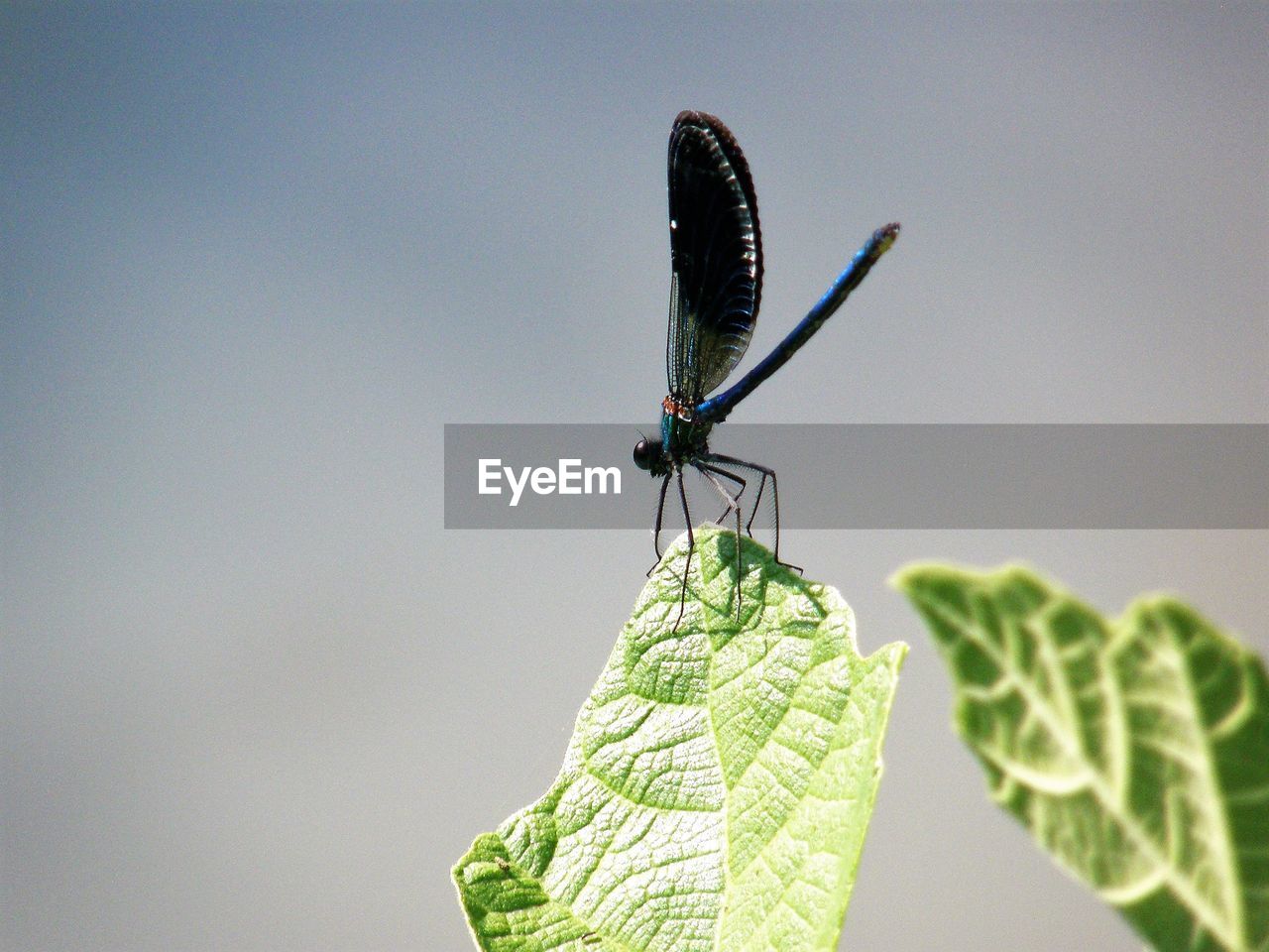 BUTTERFLY ON LEAF