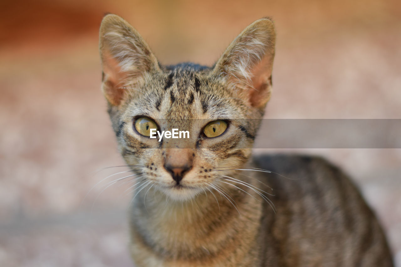 CLOSE-UP PORTRAIT OF TABBY