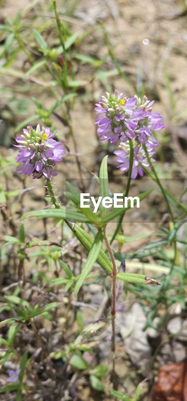 plant, flowering plant, flower, beauty in nature, purple, freshness, growth, nature, fragility, close-up, flower head, petal, inflorescence, focus on foreground, botany, day, wildflower, no people, outdoors, blossom, land, field, springtime, animal wildlife, plant part, green, leaf