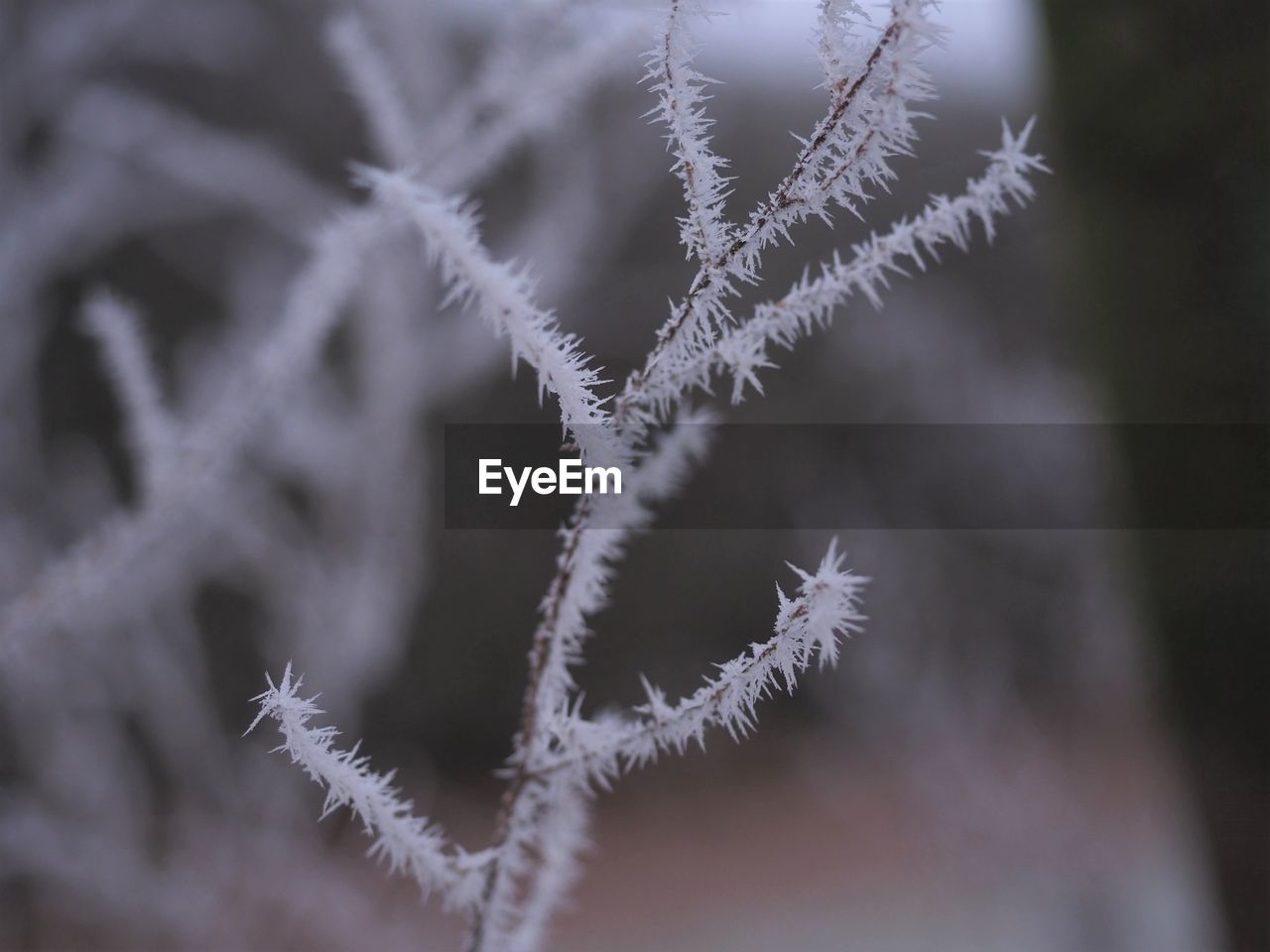 frost, freezing, cold temperature, winter, branch, snow, close-up, ice, no people, nature, frozen, macro photography, twig, leaf, focus on foreground, plant, snowflake, selective focus, white, day, outdoors, beauty in nature, tree