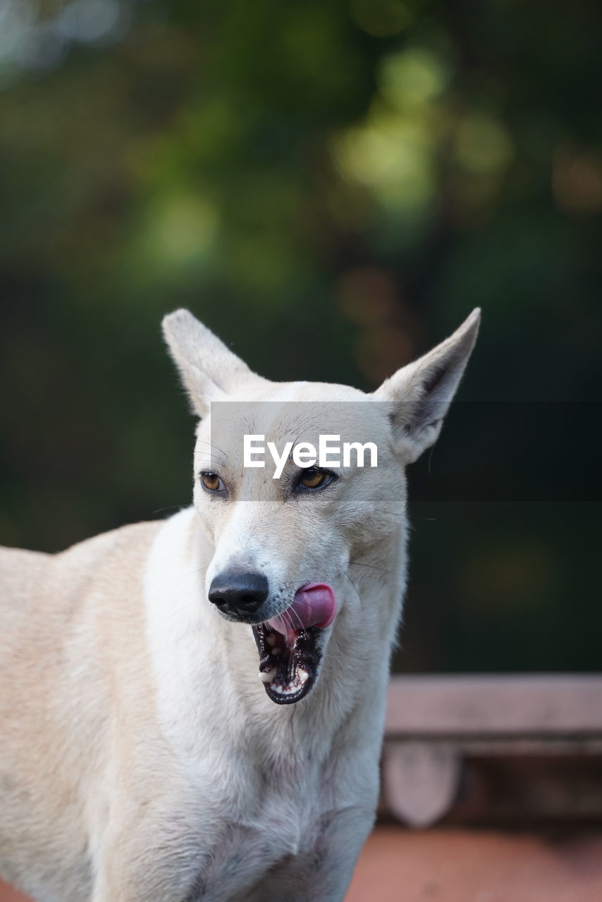 CLOSE-UP PORTRAIT OF A DOG WITH MOUTH OPEN